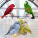 Buy PATICIL 1.1x13.9 Blue Bird Paw Perch Stand - Perfect Cage Accessories for Small Birds Parrots & Lovebirds - International Shipping Available - Buy Online on GoSupps.com