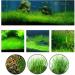 Aquarium Grass Plants Seeds Mini Hairy Grass Seeds 10G Fish Tank Aquarium Plant Aquatic Water Grass Plant Seeds Easy Grow - Buy Online on GoSupps.com