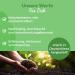 Curly Superfood Original Water Kefir Crystals 30g + Sieve - Organic Easy Use Success Guaranteed - Buy Now! - Buy Online on GoSupps.com