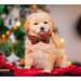 Shop Lionheart Glory Christmas Checkered Dog Collar & Bowtie - Adjustable X-Large Red-Green Dog Collar for Big Dogs - Comfortable & Stylish Dog Shoe Collar - Buy Online on GoSupps.com