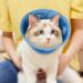 Lollanda Adjustable Cat Collar | Soft Protective Elizabethan Recovery Collar for Cats | Post-Surgery & Injury Relief (S) - Blue - Buy Online on GoSupps.com