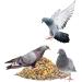 Paul's M hle Pigeon Food Classic - Premium 12.5 kg Mixture for Healthy Pigeons - International Shipping Available - Buy Online on GoSupps.com
