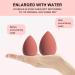 JPNK Foundation Makeup Brush Set with 4 Latex-Free Sponges - Perfect for Blending Liquid, Cream, and Powder Cosmetics - Buy Online on GoSupps.com