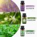 Vanilla Lavender Peppermint Essential Oils Set 100% Pure Premium Grade Natural Aromatherapy Oil Gift kit for Diffusers Home Care Candle Making Fragrance Aromatherapy Humidifiers Vanilla + Lavender + Peppermint 10.00 ml (Pack of 3) - Buy Online on GoSupps.com