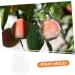 ORFOFE 2pcs Shaped Growth Fruit Buddha Baby Shaper Small Watermelon Accessories - Buy Online on GoSupps.com