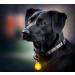 LED Fluorescent Dog Collar with Battery - Bright Yellow Luminaire Band for Pets | Precorn One Size - Shop Now! - Buy Online on GoSupps.com