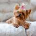 24PCS Small Dogs Hair Bows with Rhinestone - Puppy Grooming Accessories for Female Pets - Buy Online on GoSupps.com