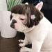 Trimmable Dog Wigs for Small Medium and Large Dogs Cosplay Pet Funny Headwear Costumes  Cat Wigs Dress up Decorations for Halloween  Christmas  Parties  Festivals Black Brown Straight Hair - Buy Online on GoSupps.com