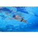 Arena Tracks Junior Mirror Anti-Fog Swimming Goggles for Kids | UV Protection & Interchangeable Nasal Gaps - Buy Online on GoSupps.com