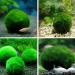 6Pcs Moss Balls Natural Green Moss Balls Live Aquarium Plants 1.2-1.6 inch Artificial Seaweed Ball Plants Water Grass Shrimp Water Grass Balls for Fish Tank Terrarium - Buy Online on GoSupps.com