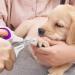 Professional Pet Nail Clippers for Cats and Small Dogs - Purple - Buy Online on GoSupps.com