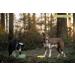 Buy Bonameco Slip Mat for Dogs & Cats - Lick Mat for Healthy Digestion Anti-Slip Easy to Clean Large Green - International Shipping Available - Buy Online on GoSupps.com