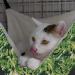 RayCC Adjustable Cat Hammock - Green Leaves Cat Bed for Small Dogs - Buy Online on GoSupps.com