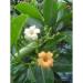 PuaKinikini Perfume - Hawaiian Classic Pua Kini Kini Perfumes from Maui Hawaii - Buy Online on GoSupps.com