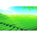 165g Tie Guan Yin Th Oolong Th Chinois Th Vert 30 Sachets - Buy Online on GoSupps.com