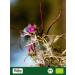 Biojoy BIO Fireweeds dried and cut 500 g ideal for Fireweed tea Epilobium parviflorum - Buy Online on GoSupps.com