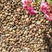 Strata Scottish Pebbles For Home Office or Garden Decorative Gravels Aggregates Natural Tumbled Smooth Eco-Friendly Stones Mix Size Between 25-50MM (5 kg)
