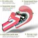 Farabi Sports 6-oz Kids Boxing Gloves for Boys & Girls | Youth Boxing MMA Muay Thai Training | Pink Gloves for Ages 5-10 - Buy Online on GoSupps.com