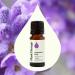 Plant Therapy Lavender Fine Essential Oil 10 mL (1/3 oz) 100% Pure Undiluted Therapeutic Grade - Buy Online on GoSupps.com