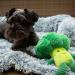 Nobby Plush Broccoli Toy - 25 cm Soft Stuffed Vegetable - Perfect for Kids & Collectors - International Shipping Available! - Buy Online on GoSupps.com