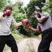 Century Drive Training Gloves | Breathable MMA Gloves with Mesh Palm and Wrist Wrap | Ideal for Striking, Grappling, Sparring, and Bag Punching | Home Training Equipment - Buy Online on GoSupps.com