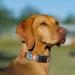 Heele Bohemian Orange Dog Collar for Small & Medium Dogs | Adjustable Comfortable & Robust | Perfect for Puppies (40.5-65cm) - Buy Online on GoSupps.com