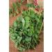 Burnet Herb Tea/Grande Pimprenelle Herbe (Sanguisorba Officinalis L. - Herba Sanguisorbae) - Health Embassy - 100% Natural (50g) - Buy Online on GoSupps.com