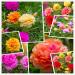 hua xian zi Moss Rose (Portulaca Grandiflora) Mixed Colors 10 000+ fresh seeds Glauber