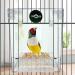 PINVNBY Acrylic Parrot Bath Box - No-Leakage Bathtub for Cage - Hanging Tube Shower Box - Water Injector Balls - Toys for Small Pet Birds - Transparent (6 Pcs) - Buy Online on GoSupps.com