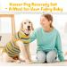 Kuoser Breathable Recovery Body for Dogs & Cats - Post-Op Surgical Suit - Alternative to Ruffs Crane - Ideal for Male & Female Pets - Buy Online on GoSupps.com