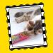FAT CAT Organic Catnip - USA Grown & Harvested - Hoots Zoom Around the Room Catnip - Buy Online on GoSupps.com