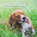 Aniforte Ectprotex Dog Margosa Extract Spot-On 50ml | Essential Oils Repellent for Dogs - Effective & Natural - Buy Online on GoSupps.com