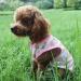 7 Breathable Summer Dog Shirts - Stylish & Comfortable T-Shirts for Small & Medium Dogs | Cute Pet Apparel for Male & Female Dogs - Buy Online on GoSupps.com