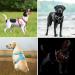 Plutus Pet No Pull Dog Harness - Cyan, Medium Size | Reflective & Adjustable Dog Vest with Easy Control Handle | Perfect for Walking Small, Medium, Large Dogs - Buy Online on GoSupps.com