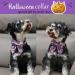 Shop Aring Pet Halloween Dog Collar - Adjustable Purple Pumpkin Bat Design | Cute Cotton Skull Collar for Medium Dogs | Pack of 1 - Buy Online on GoSupps.com