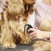 4PCs Knitting COMB PET - Effective Pet Grooming Tool for Cats & Dogs | Hair Removal Brush & Massage Comb for Tangled Fur - Buy Online on GoSupps.com