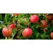 North Coast Organic Honeycrisp Apple Sauce 24oz (6 Pack) - Pure & Delicious - Buy Online on GoSupps.com
