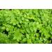 European Blueberry Leaf Tea | Airelle Feuille Tisane | Vaccinium Myrtillus L | Health Embassy (50g) - Buy Online on GoSupps.com
