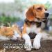 AniForte MultiVitamin MultiVETAL Powder 100g - Natural Vitamin Supplement for Dogs & Cats - Buy Online on GoSupps.com