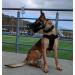 Buy Dingo Gear Rubberized Metal Muzzle for Malinois Dogs | Comfortable & Professional | Universal Fit for Long Walks - S03048 - Buy Online on GoSupps.com