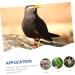 BCOATH 600 pcs Yellow Birds Parrots Chicken Household Supplies Escape Parrot for Pigeons Anti Bantam Colorful Poultry Professional Quail Pet Bird Leg Classification Small Dove Colored Tabs 1.3X1.3X0.5CMx2pcs As Shownx2pcs - Buy Online on GoSupps.com