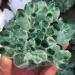 Natural Crystal Rough 300-400G Hot Weather Crystal Cluster Made from Chrysanthemum Green Mineral Processing - Buy Online on GoSupps.com