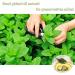 YanHouTang Organic Peppermint Tea Loose Leaf Herbal Tea Calm and Refreshing Mint Tea Healthy & Caffeine Free Expelling Wind and Clearing Away Heat 225g - Buy Online on GoSupps.com