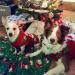 NACOCO Snowman Holiday Sweater for Small Dogs & Cats - Christmas & New Year Pet Clothes - Buy Online on GoSupps.com