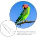CIYODO 1 Set Parrot Anklet Parrot+Ring+Foot Bird Harness Parrot Foot Ring Bird Leash Conure Stainless Steel 23X4X0.1cm Silver - Buy Online on GoSupps.com
