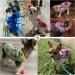 Cute Printed Puppy Shirt for Dogs | Christmas New Year Pet Apparel | Soft Cotton Dog Sweatshirt (M) - Buy Online on GoSupps.com