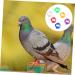 BESPORTBLE 400 Pcs Pigeon Foot Ring Chicken Saddle Birds Bird Training Tool Bird Clip on Leg Ring Pet Plastic 1X0.5cmx2pcs Colorfulx2pcs - Buy Online on GoSupps.com