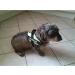 2 custom labels for julius k9 harnesses 12 x 3cm - Buy Online on GoSupps.com