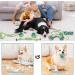 Dog Rope Toys Puppy Toys 6PCS Small Dog Cotton Rope Chewing Toys Puppy Dog Chew Toys Teething Training Dog Tug Rope Interactive Dog Rope Toys Indestructible Natural Cotton Rope for Small Medium Dogs - Buy Online on GoSupps.com