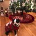 NACOCO Snowman Holiday Sweater for Small Dogs & Cats - Christmas & New Year Pet Clothes - Buy Online on GoSupps.com
